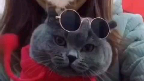 猛男必看,当宠物看到特效里的主人!